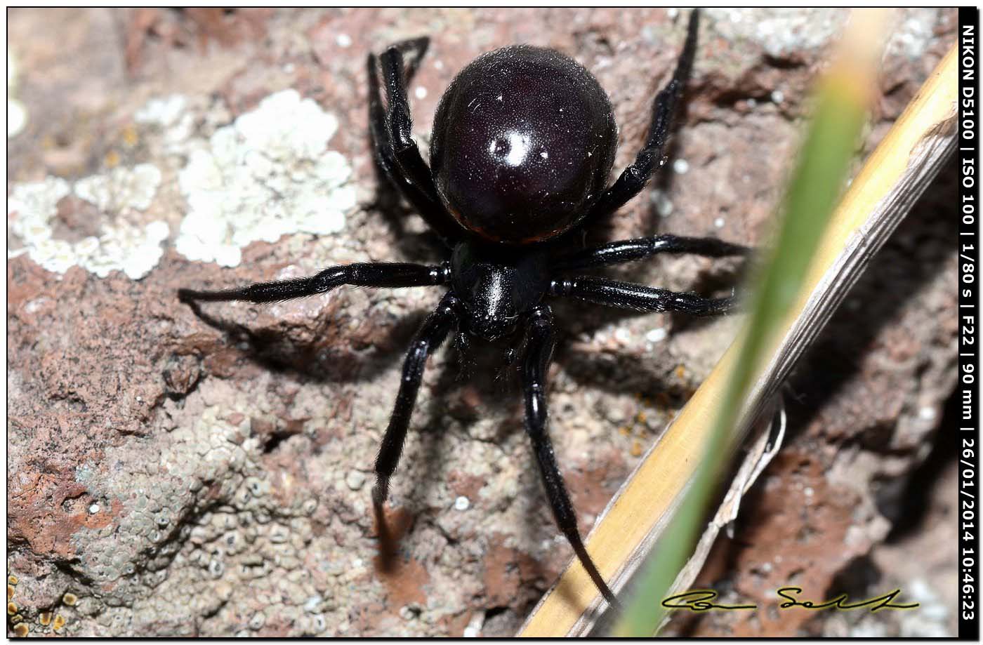 Steatoda paykulliana - Monte Santu Pedru (Alghero, SS)